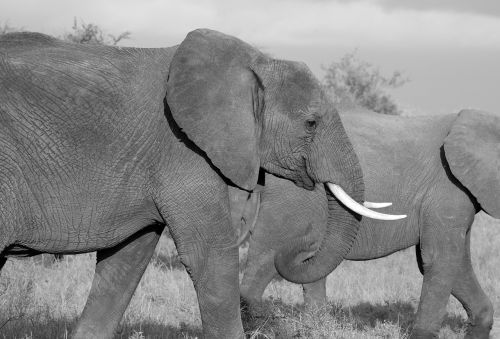 elephant safari wild