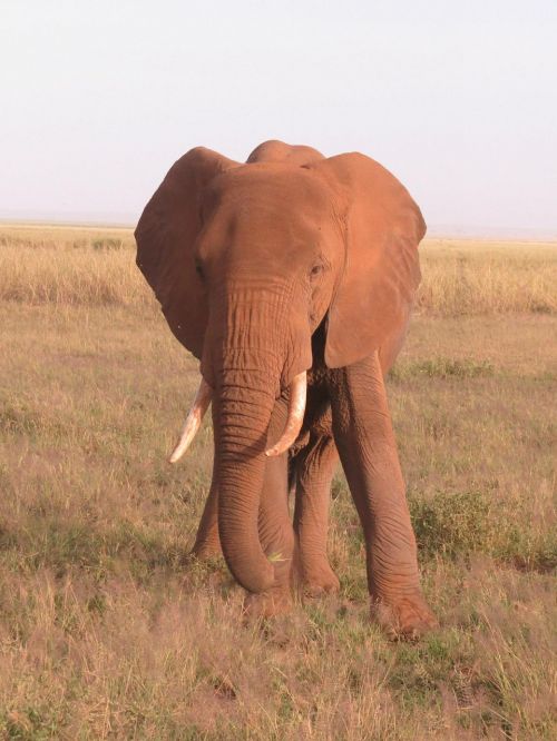 elephant kenya africa