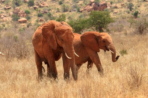 elephant  herd of elephants  africa