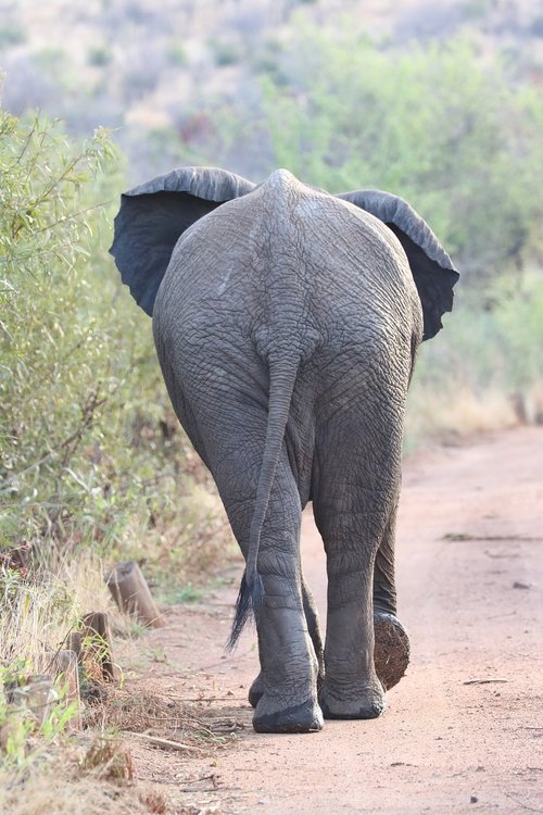 elephant  walk to go  africa