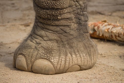 elephant  foot  mammal