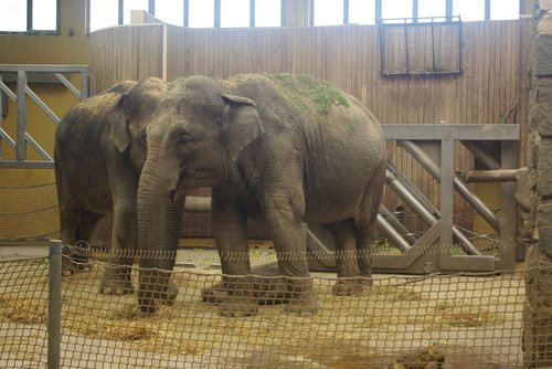 elephant  zoo  animals
