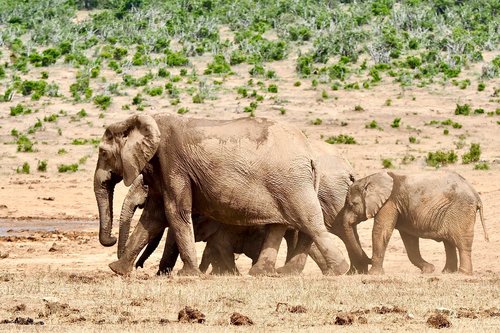 elephant  safari  south africa