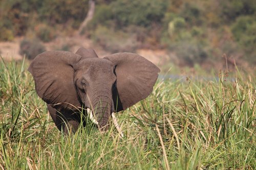 elephant  nile  uganda