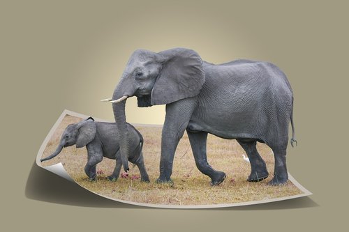 elephant  africa  african bush elephant