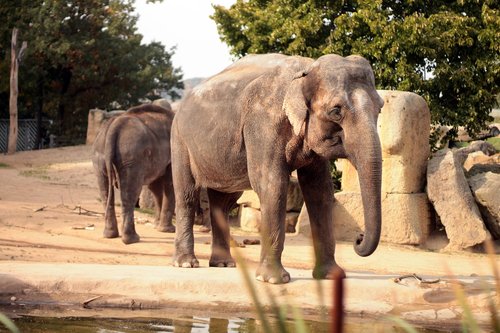 elephant  zoo  trunk