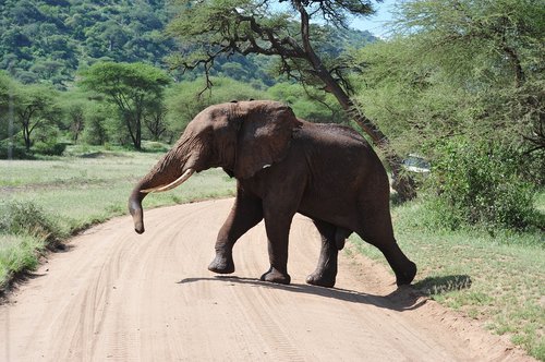 elephant  africa  safari