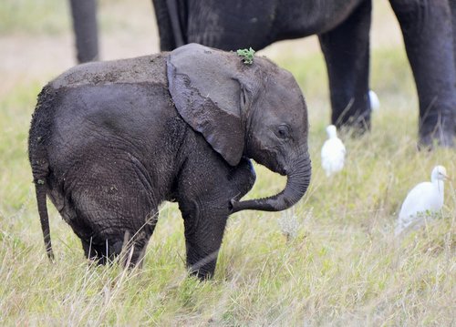 elephant  wildlife  africa