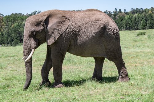 elephant  old  tusker