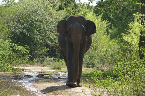 elephant  rainforest  national park