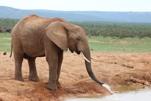 elephant  wild animal  animal world