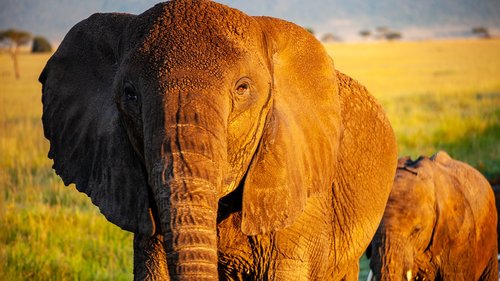 elephant  kenya  africa
