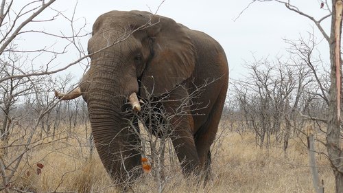 elephant  south africa  kruger