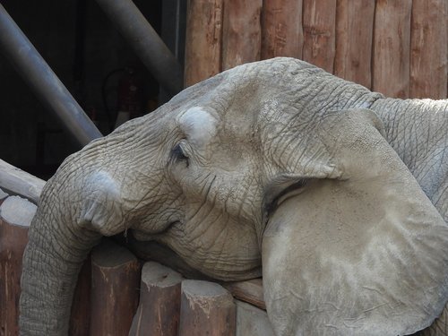 elephant  sad  nature