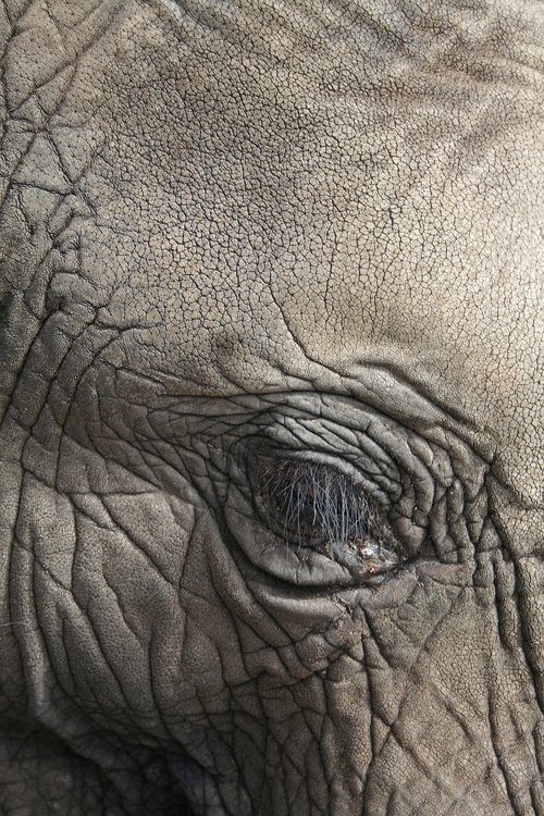 elephant  eye  animal