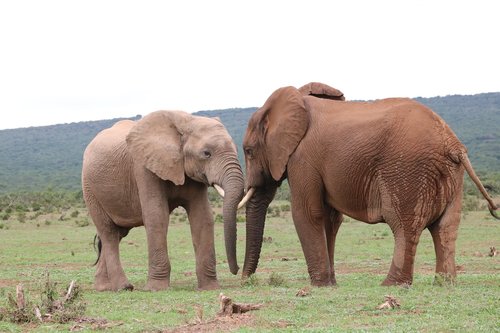 elephant  pachyderm  ivory