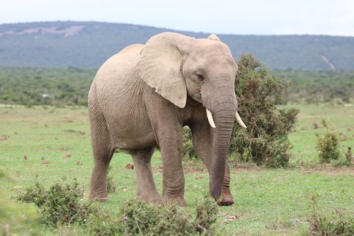 elephant  ivory  animal