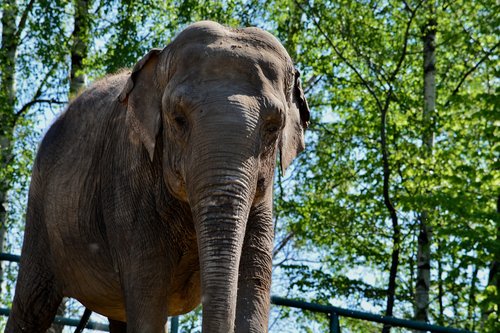 elephant  zoo  animal