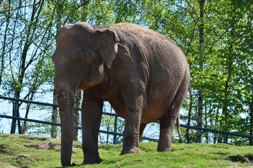 elephant  zoo  animal