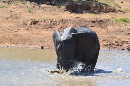 elephant  water  splash
