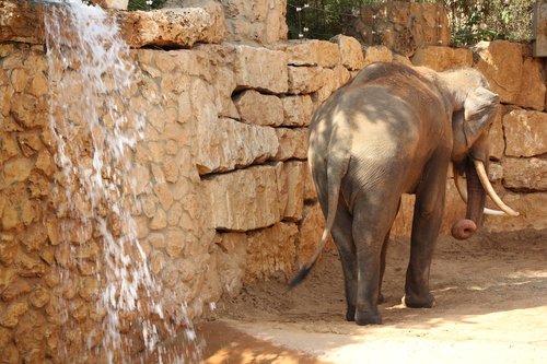 éléphant  défense  animal africain