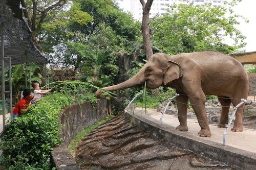 elephant  zoo  animal