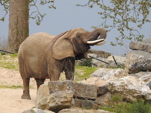 elephant  trunk  africa