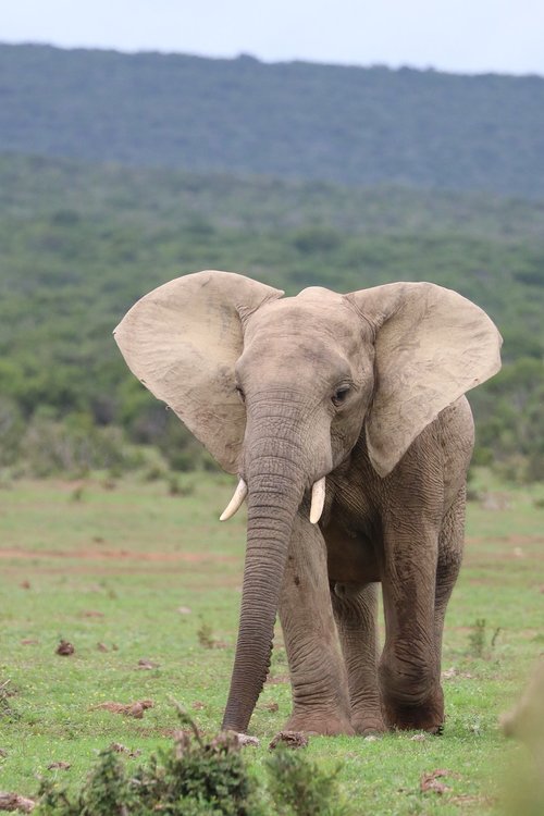 elephant  pachyderm  africa