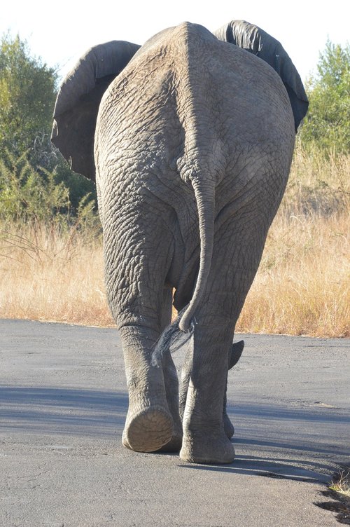 elephant  wild  africa