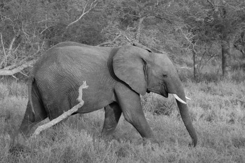 elephant safari africa