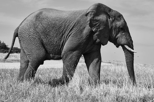 elephant  south africa  safari