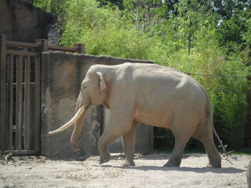elephant animal wildlife
