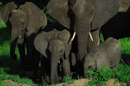 elephant  elephants  family