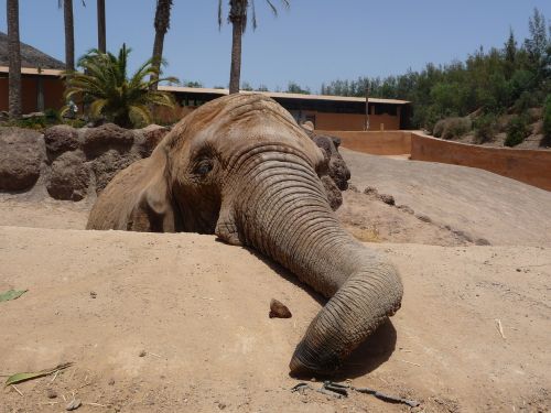 elephant proboscis national park