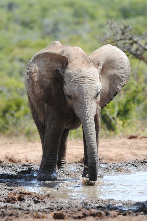 elephant  waterhole  addo