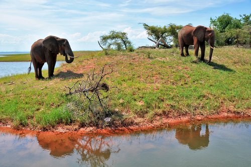 elephant  zimbabwe  africa