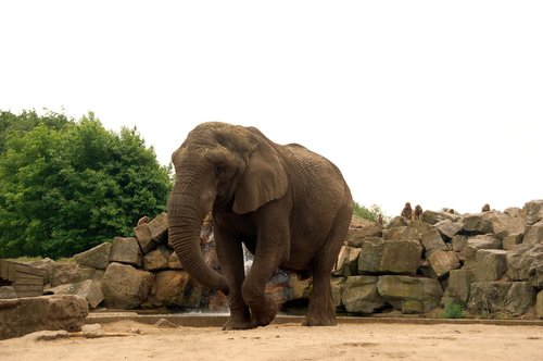 elephant  zoo park  nature