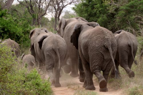 elephant herd of elephants animals
