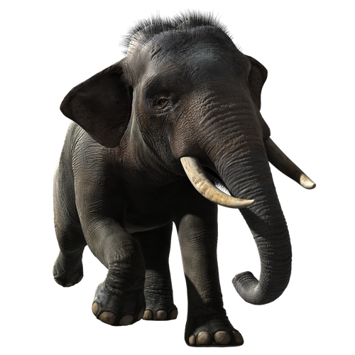 elephant  indian  animal
