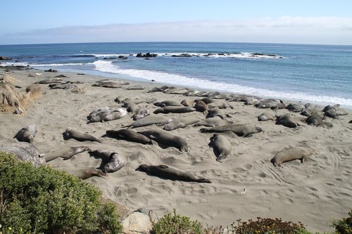 elephant  seal  coast