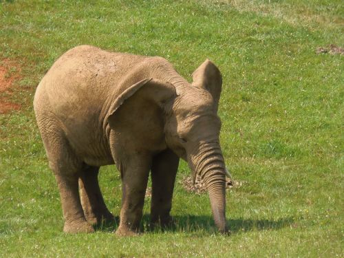 elephant pachyderm animals