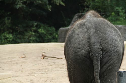 elephant animal rump