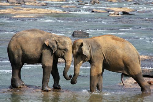 elephant animals water