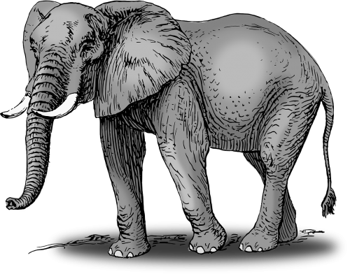 elephant animal mammal