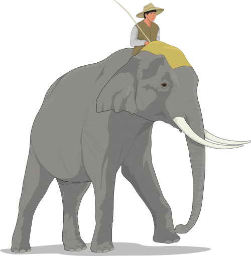 elephant walking animal
