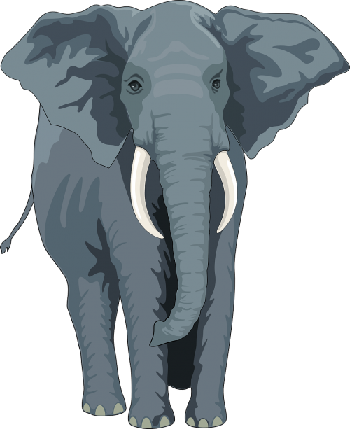 elephant animal trunk