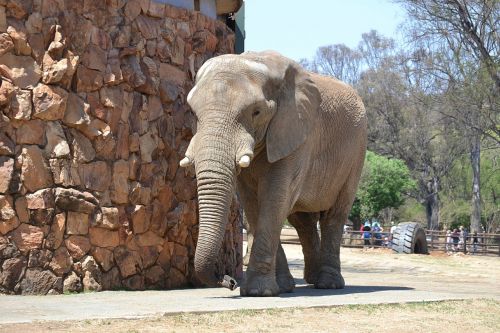 elephant zoo animal