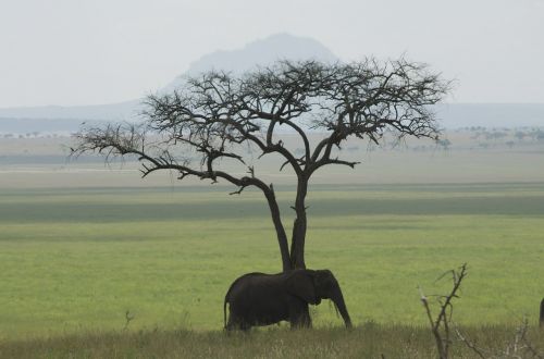 elephant tanzania africa