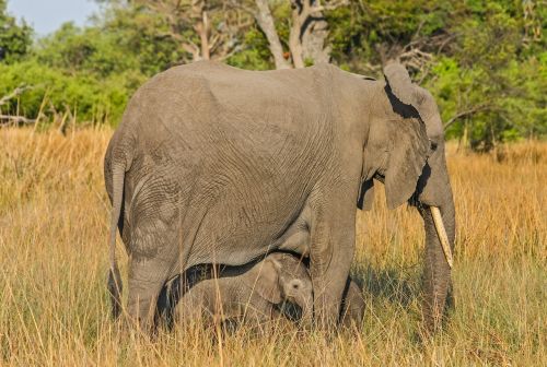 elephant botswana africa