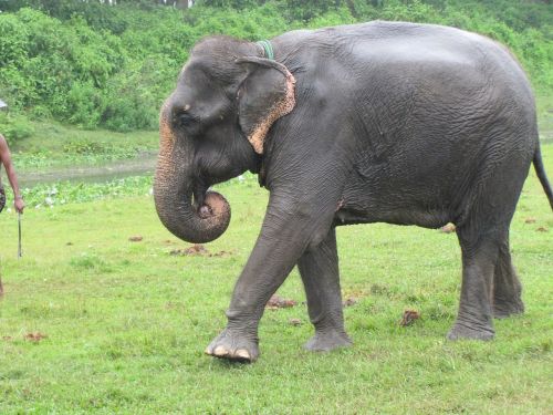 elephant nature wild
